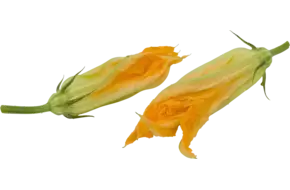 Fioretta bloem schaal 6 stuks